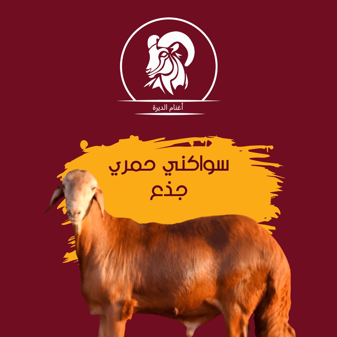 سواكني حمري جذع