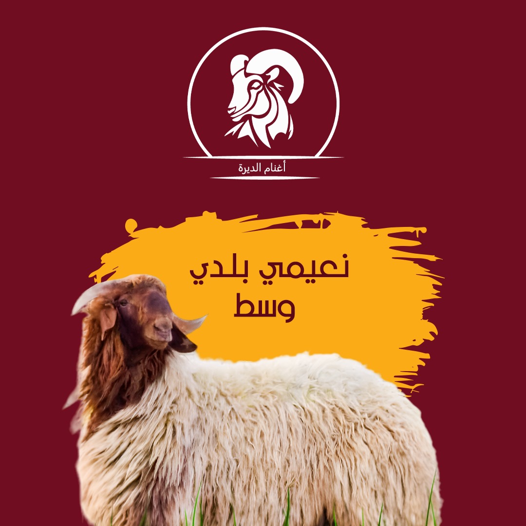 نعيمي بلدي  جذع وسط 20 كيلو