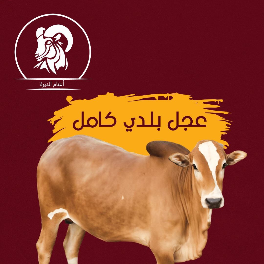 عجل بلدى كامل 80 كيلو