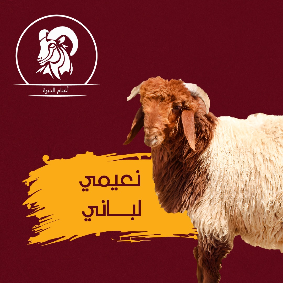 نعيمي هرفي لبانى 12 كيلو